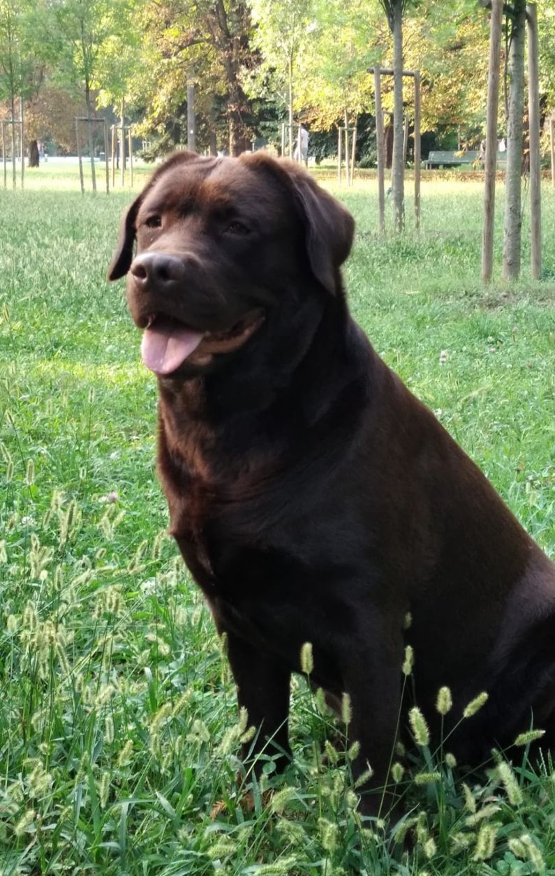 Labrador Marrone Maschio cerca Femmina della stessa razza e colore